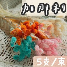 【璟采職人】加那利 乾燥花 寶石草 佳那利 加納利 小穗花 捧花 花材 乾燥花材 不凋花 永生花 仿真花 花束 花藝, 熱戀,【5支】我已閱內文1-6點注意事項並同意