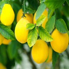 [맛] USA 레몬5과 과당 100g 내외 140과 레몬즙물 SUNKIST 생레몬즙