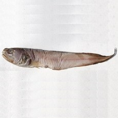 반건조 제수용 / 남해안 삼천포 용궁수산시장 반건조생선 제수용 생선 모듬, 1개, 나막스(45cm이상) 1미