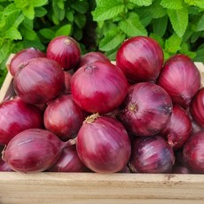 햇 자색양파 적양파 무안 양파, 1개, 3kg(소)