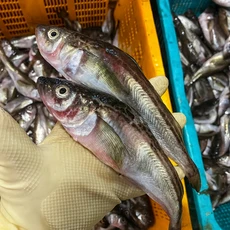 [타임세일] 당일조업 생물상태 알배기 도루묵, 1개, 급냉 알도루묵 1팩