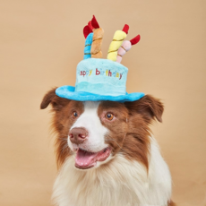 하이제니 반려동물 생일파티 케이크 모자, 1개, 블루