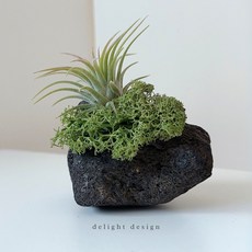 공기정화식물 틸란드시아 이오난사 키우기쉬운식물 집들이선물 에어플랜트 화산석 홈인테리어, 1개