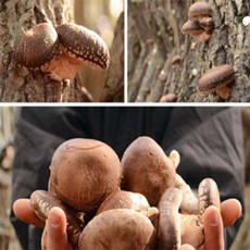 [맛] 자연 흑화표고 혼합 420g 세트 설선물세트 장흥 설날선물