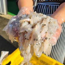 국내산 제철 호래기 500g 횟감