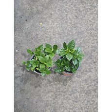 1+1 2개발송 에이피플랜츠 향기꽃 소품 치자나무 꽃치자 야생화 향기 꽃 소품 야생화, 1개, 기본