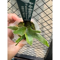 小蔡的木作坊 細菌鹿角蕨 P. Willinckii 孢子苗, 1個, 1.5寸-小尺寸細菌鹿角蕨-擇優出貨