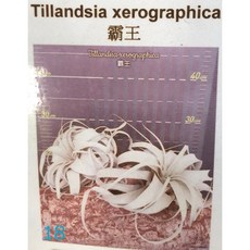 花花世界 空氣鳳梨 霸王 高10-30公分