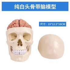 두개골 경추 모형 과학실 목뼈 교육 실습 머리뼈, 뇌가 있는 순백의 두개골