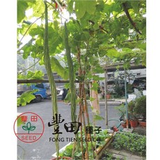 豐田種子 K70 通天蛇瓜種子 中包裝, 1包
