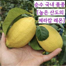 [순수 국내 품종] 국산 제주 생 레몬 제라캄 최상급, 1개, 2.5kg