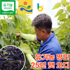 [프리미엄] 25년 유기농 친환경 국산 뽕나무 햇 생 오디 생과 열매 급냉, 1개, 600g (냉동)