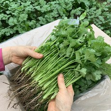 뿌리가 있는 국내산 장인이 만든 고수 / 포천 싱싱팜, 1kg, 1개