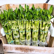 청년농부 개운죽 40cm 1+1 2묶음 천연 가습 식물 공기정화식물 수경재배