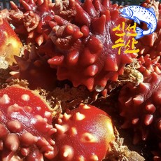 [재구매1위]쫄깃한 식감과 강렬한 바다향 씹을수록 살아나는 감칠맛! 조업해 바로 발송되는 신선한 뿔멍게, 1박스, 1Kg (3-5미 내외)