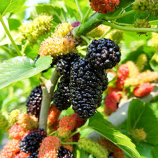 국산 고창 냉동 오디, 1kg, 1개, 급냉오디_특품