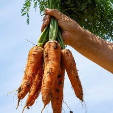 국내산 당근 흙당근 / 5kg / 왕 ggu+143AD