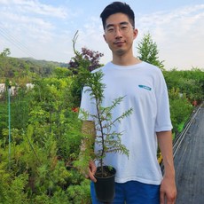 편백나무 4년 60cm 플러그묘, 편백 60cm내외