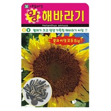 아람종묘 왕해바라기 씨앗, 1개
