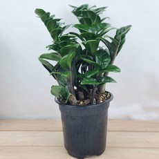 보석금전수소품 27cm 포트12cm 돈들어오는금전수 곰플라워, 1개, 그린
