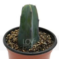 꽃사랑식물나라 용신목 소품 기둥선인장 다육식물 키우기 쉬운 선인장 인테리어 화분