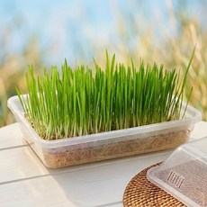 세경팜 웰빙 새싹 수경 재배기 새싹채소 키우기 캣그라스 재배, 3개