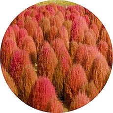 댑싸리 코키아 홍댑싸리 대싸리 kochia scoparia 버닝부시 burning bush 5치화분 꽃화분, 1개, 핑크