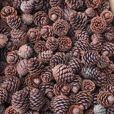 苔鑽 天然松果/創意/手工diy材料/花材/拍照道具/擺設裝飾品/居家飾品/盆栽/造景/空氣清淨, 1顆-6公分以下（小顆）, 1組10顆