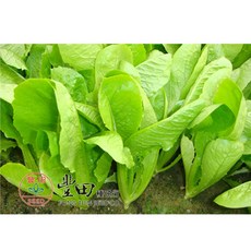 【野菜部屋~】B30 吉林甜脆萵苣種子 脆甜 食後無纖維感, 1包