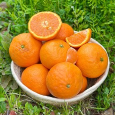 카라향정품(소과)3kg(20-30과)_공급, AI_01 카라향정품(소과)3kg(20-30과)_공급, 1개, 단품
