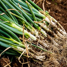 국내산 뿌리 흙대파 세척 햇대파 3kg 5kg 특품 가정용 업소용, 흙대파 특품, 1박스