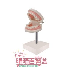 晴晴百寶盒 仿高台兒童牙齒模型 (有牙縫) 保母證照專用 兒童齒模 口腔護理教具, 1個, 高台兒童齒模