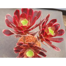썬라이즈금 에오니움금 독일토분 중품 (10cm) 에 심어서 배송합니다. 로뎀다육, 1개, 계절에따라변화