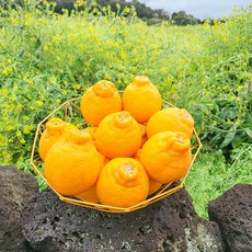 제주아꼼이네 제철 한라봉 새콤달콤, 1박스, (특가)꼬마 5kg