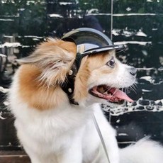 [GE가은스토어] PET 강아지 고양이 헬멧 드라이브 머리보호 모자 개모자 강아지용품 반려견모자, 03헬멧-L 가 /