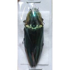 (Campostermus gemma) 겜마방아벌레 [Q-9-8] 곤충표본, 30~40mm 내외, 1개
