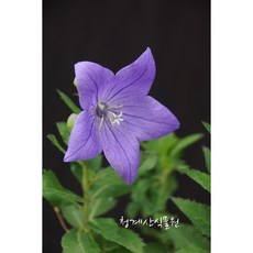 꽃도라지 / 사진촬영 2026년 3월 20일, 1개