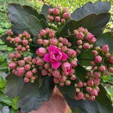 [무지개꽃/ 색상선택17종] 칼란디바 (카랑코에 겹꽃), 11. 진분홍 (스피어스), 1개