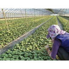 밀양깻잎 1kg [GAP인증]밀양 깻잎 1kg 산지직송 직접재배 당일수확, 1개