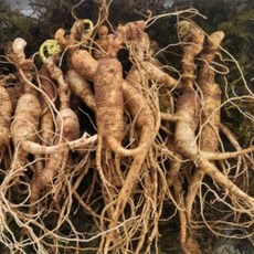 만항재산삼 6년 8년 못난이 산양삼 산삼 산양산삼 장뇌삼, 10개, 3.5g