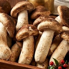 mk 국내산 무농약 기력회복에 좋은 송화 송향버섯 농가직송, 1개, 송향(송화) 버섯 500g