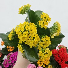 키우기 쉬운 꽃 카랑코에&칼란디바 [색상선택+받침포함] 꽃 다육이 키우기쉬운식물, 카랑코에(홑꽃)-노랑, 1개