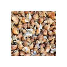 포항 구룡포 완전손질 꽁치과메기 10미(20쪽) + 야채세트, (신선집중) 포항 당일바리 활 살고동 고추골뱅이 소 1