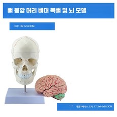 두개골 모형 머리뼈 해골 뇌 해부학 분리 교구 인체 사람, 1개, 뼈 봉합 목뼈와 뇌