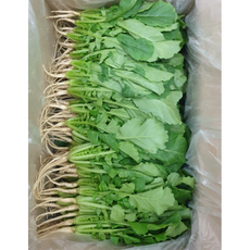 포천 어린 연한 열무 싱싱한 어린열무 얼갈이 배추 산지직송 포천열무 열무, 1개, 2kg