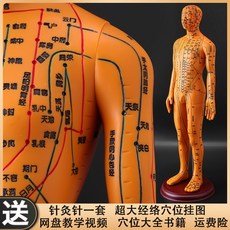 인체모형 혈자리 한의사 한의원 인형 해부학 골격근 침술 침자리 교육 한방, 구리색 하드  (52cm 남성 )