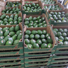 슈퍼특가 수입산 숲속의 버터 아보카도, 1박스, 중과 10과 (175g내외)