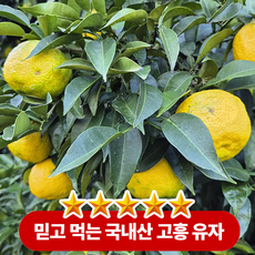 [재구매1위] 국내산 고흥 황금열매 햇 유자 못난이 정품, 1박스, 정품 5kg