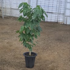 커피나무 대형 대품 아라비카 커피나무, 1개