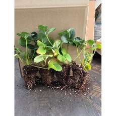 킹스베리 모종 10주, 10개